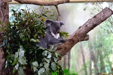 Crédence de cuisine en verre imprimé Koala コアラ