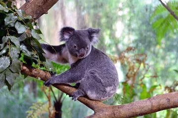 Tableaux ronds sur aluminium brossé Koala Koala