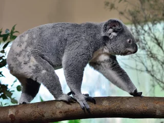 Stickers meubles Koala koala