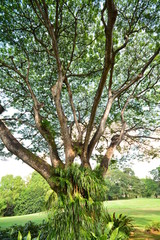 Fototapeta premium 木漏れ日イメージ