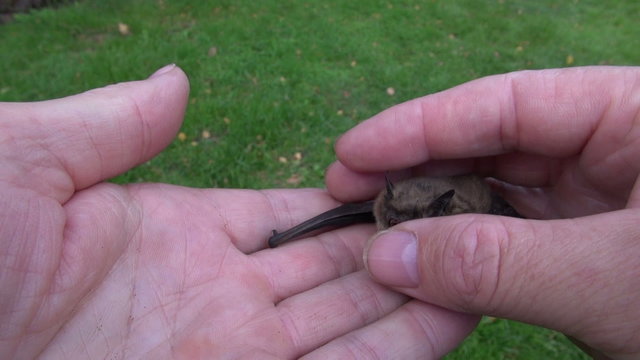 Pipistrellus nathusii bat in human naturalist hands