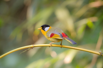 Bird Name silver-eared mesia (Leiothrix argentauris)