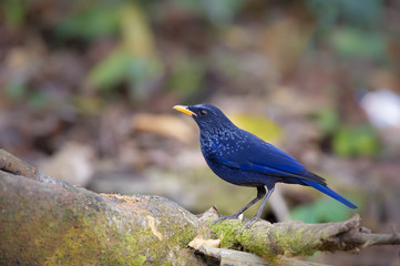 Birds Name Blue Whistling-Thrush