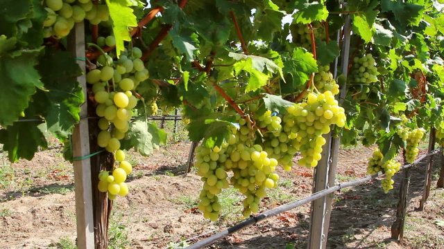 Dolly shot of white grapes hanging on a vineyard