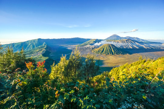 Bromo volcano at sunrise,Tengger Semeru National Park, East Java, Indonesia with beautiful flower as foreground. View from Penanjakan 2