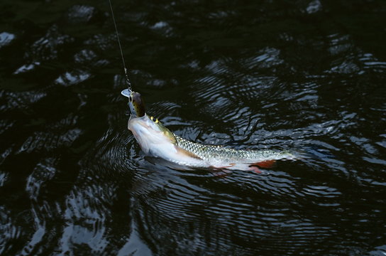 fish caught in the lure
