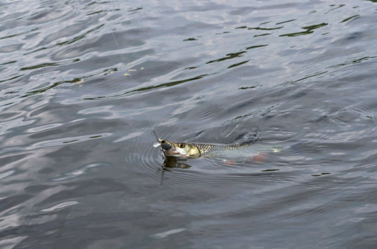 Caught In The River Chub