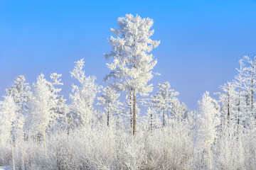 Иней на деревьях © igor16buschin