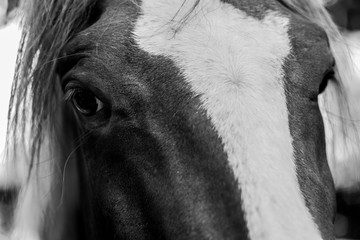 Close up horse eyes black and white