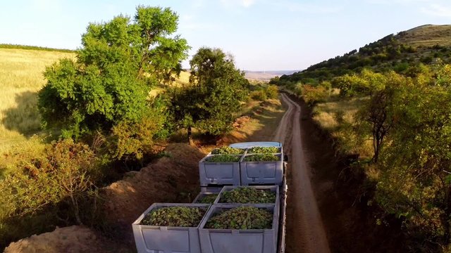 Truck loaded with freshly picked grapes on a country road,aerial view