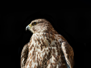 Bird of Prey - Malagasy Kestrel isolated on black, looking left