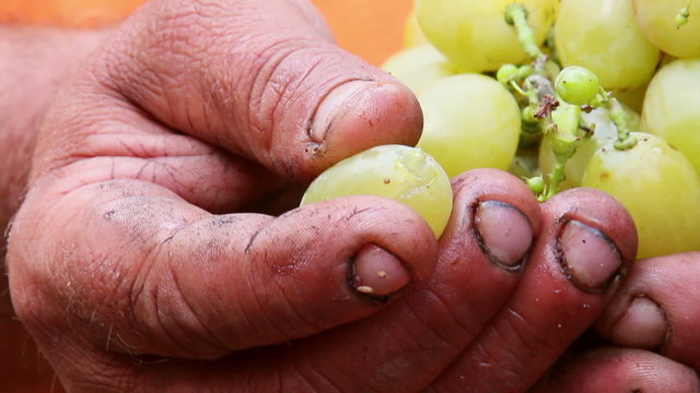 Farmer squeezing a ripe grape shows the clear flesh and juice