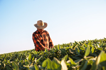 Senior farmer in a field examining crop