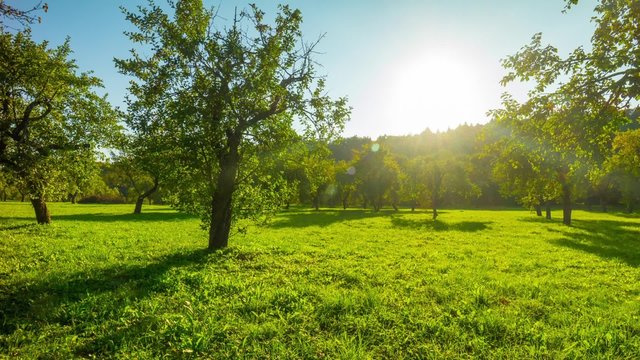apple orchard in the fall, panoramic time-lapse