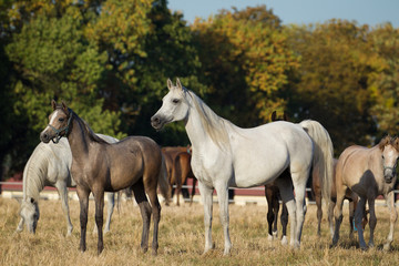 Obraz na płótnie Canvas Herd of arabian horses on the autumn pasture