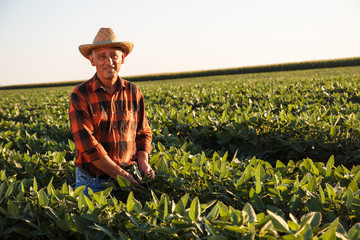 Portrait of senior farmer in a field examining crop