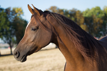 Obraz premium Horse head