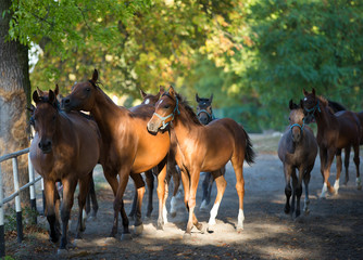 Arabian horses on the village road in morning light