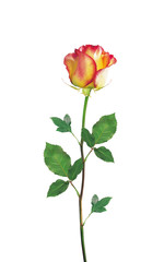 Fototapeta premium Yellow Rose isolated over white