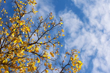 Maple leaves in autumn on blue sky background