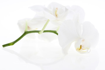 Fototapeta na wymiar White orchids, bauty, with reflection
