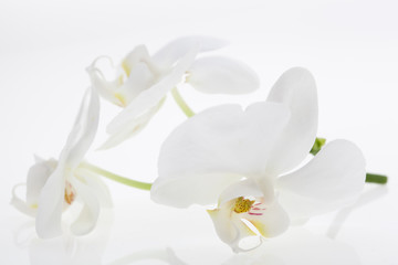 Naklejka na ściany i meble White orchids, bauty, with reflection