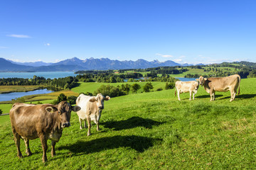 Fototapeta na wymiar Kühe auf der Weide am Forggensee