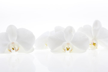 Fototapeta na wymiar White orchids
