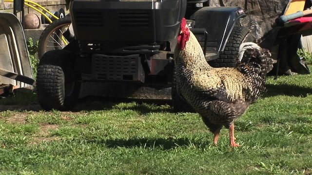 Close-up of a rooster as he crows and flaps his wings.