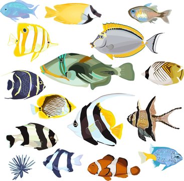 marine tropical fish set