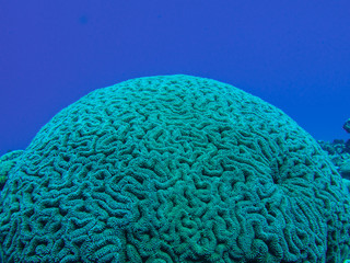 coral head