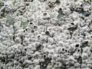 Barnacle