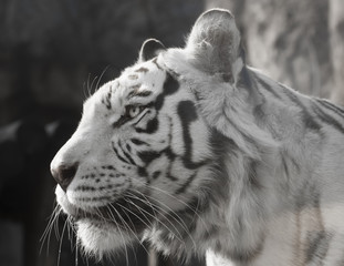 Portrait of an Amazing White tiger © Michael Cola