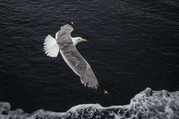 Beautiful Seagulls flying in the sky