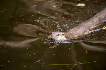 Schwimmender Fischotter