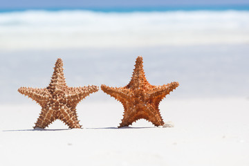 Fototapeta na wymiar Two starfishes on beach, free copyspace