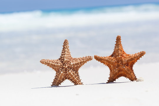 Two starfishes on beach, free copyspace