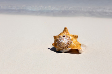 Seashell on caribbean beach, travel concept