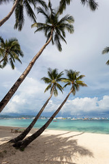 Fototapeta na wymiar Coconut palms on tropical beach