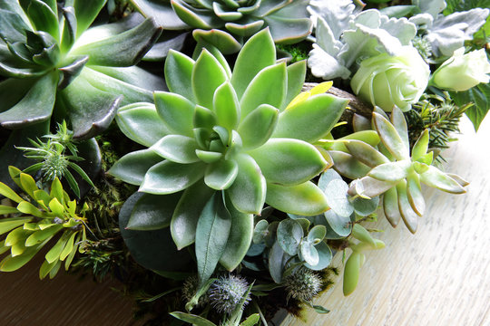 A group of Kalanchoe and succulent plants in the garden tray.