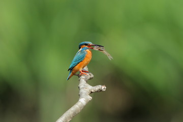 カワセミは空飛ぶ宝石と呼ばれ、美しい青い羽根を持っています。また、小魚を捕まえて食べます。The kingfisher is called a flying jewel and has a beautiful blue feather. In addition, I catch a small fish and eat.