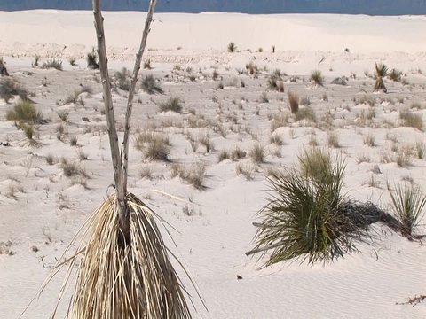 Pan-up of a tall, dry plant at White Sands National Monument in New Mexico.