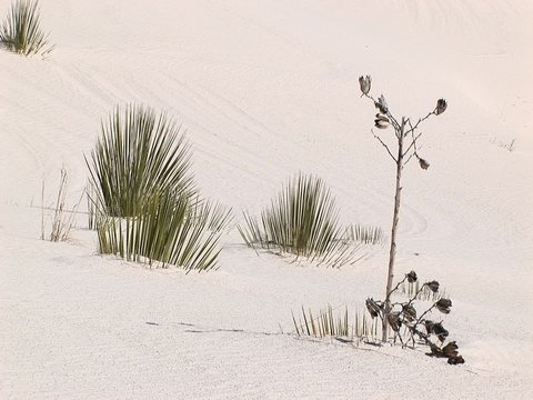 Medium shot of plants at White Sands National Monument in New Mexico.