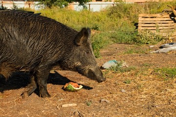 Wild boar on a farm.