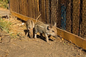 Wild boar on a farm.