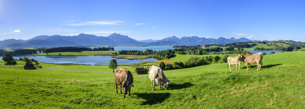 grasende K&uuml;he am Forggensee im Ostallg&auml;u