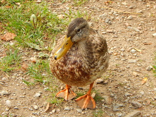 Duck on the ground