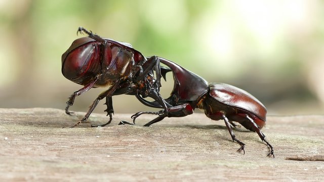 Fighting beetle of rhinoceros beetle in the breeding season
