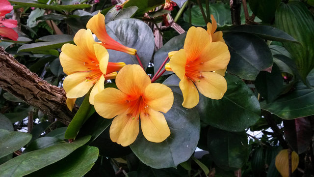 Vireya Rhododendron
