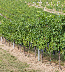 Fototapeta na wymiar Large amounts of Red Wine Vineyard Grapes